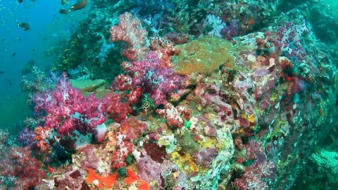 4k footage of tropical fish swimming around a colorful coral reef in Asia