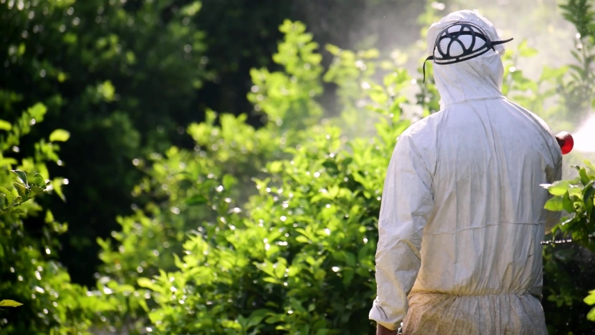 Weed control spray fumigation. Industrial chemical agriculture. Man spraying toxic pesticides, pesticide, insecticides on fruit lemon growing plantation, Spain, 2019. Man in mask fumigating. Royalty-Free Stock Footage #1037662301