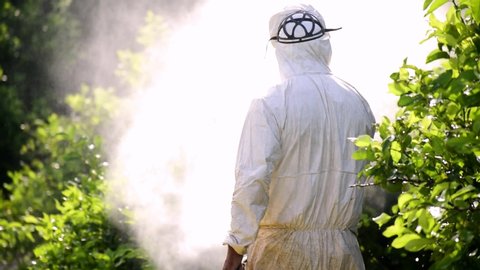 Weed control spray fumigation. Industrial chemical agriculture. Man spraying toxic pesticides, pesticide, insecticides on fruit lemon growing plantation, Spain, 2019. Man in mask fumigating.