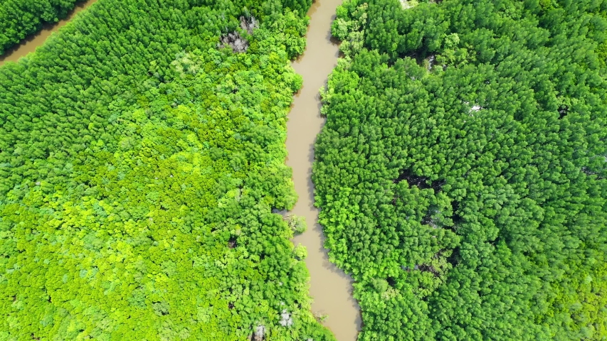 Aerial view of the top of the tree that is swaying in the tropical mangrove forest.
