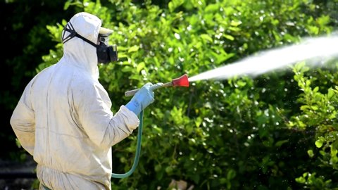 Weed control spray fumigation. Industrial chemical agriculture. Man spraying toxic pesticides, pesticide, insecticides on fruit lemon growing plantation, Spain, 2019. Man in mask fumigating.