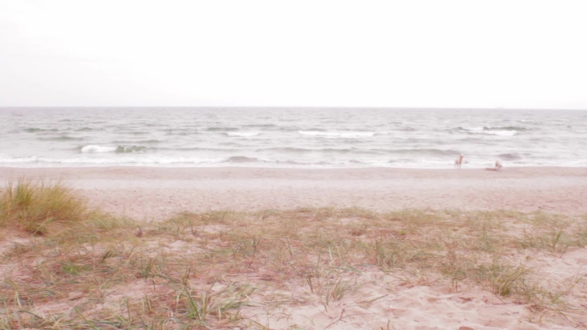 Two dogs playing at the beach on the Baltic Sea