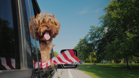 A dog with an American flag looks out the window of a car. 4th of july and independence day in usa concept