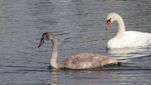 Swan preening feathers in the lake