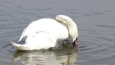 Swan preening feathers in the lake