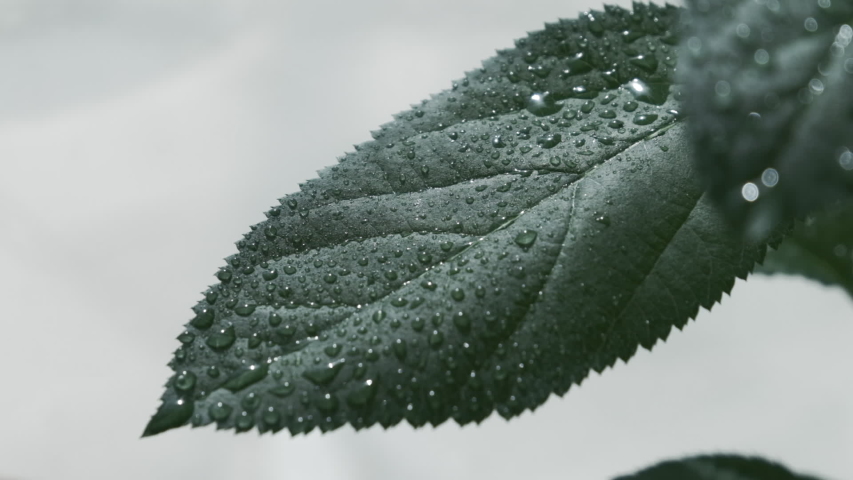 Close up on leaves of apple tree after rain with water droplets. Slow slide right.