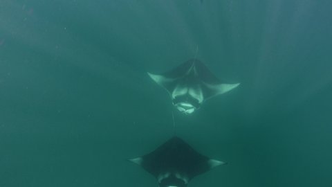 Two manta rays swimming underwater. 4K stock video footage