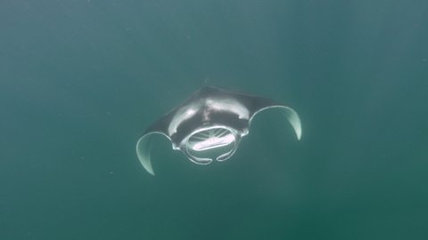 Manta ray swims underwater. 4K stock video clip