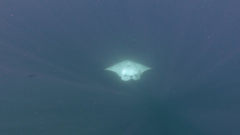 Manta rays tumbling underwater. 4K stock video footage