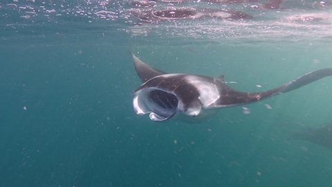 Manta rays swimming underwater. 4K stock video clip