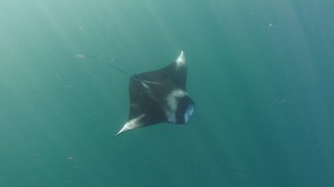 Manta ray ram feeding underwater. 4K stock video footage