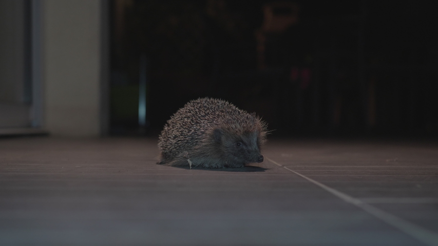 A close shot of the hedgehog at night in front of the camera that moves on the terrace of the house. Shot 4k 25ftp