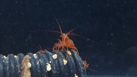 Lysmata Monaco red peppermint shrimp