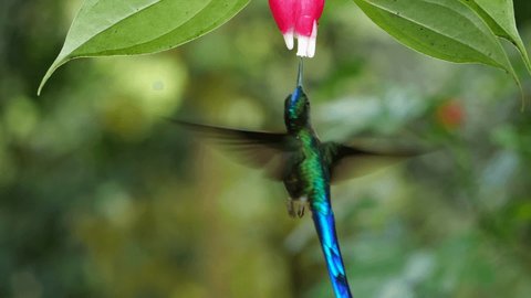 Violet-tailed Sylph (Aglaiocercus coelestis) hummingbird Drinking nectar in slow motion  from a Cavendishia flower, family Ericaceae, in humid montane rainforest near Mindo, Ecuador
