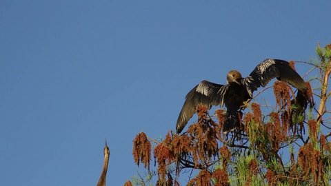 Florida Anhinga drying wings on the sun on top of tree
