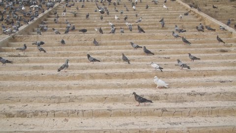 Large group of pigeons walking and bobbing their heads and pecking at the ground looking for food