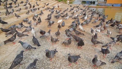 Large group of pigeons walking and bobbing their heads and pecking at the ground looking for food