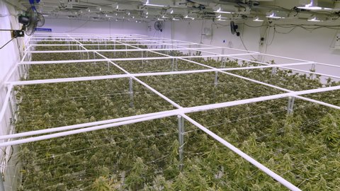 Overhead View on Sea of Marijuana Plants Growing at Indoor Cannabis Farm Warehouse