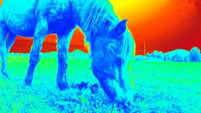 Thermal camera video of horse grazing in field. Temperature detection in nature