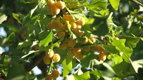 Ripe ginkgo nuts under morning sun in autumn
