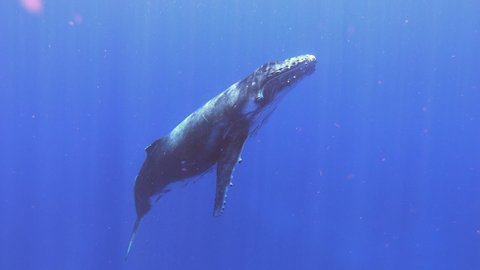 Underwater shot of whale is swimming in the blue ocean or sea.
