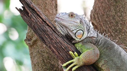 Iguana lizard sits on a tree branch