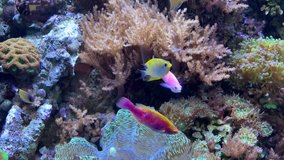 A colorful tropical fish aquarium full of life and movement. Almost 30 seconds of continuous footage in HD quality.