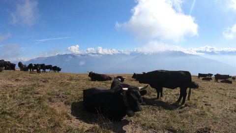 Black cows in Valais, camera movement 4K