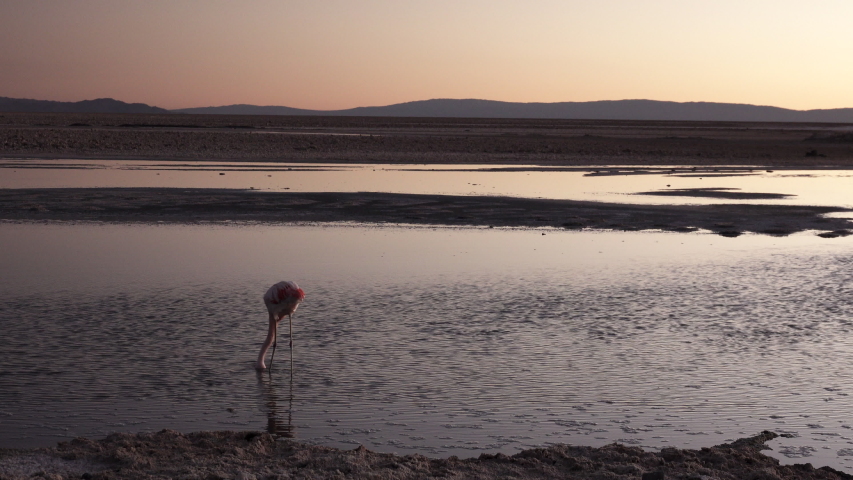 Flamingo searching for food with beak into the water exits the scene at sunset