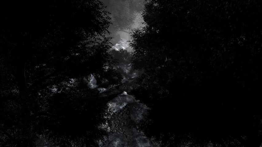 4K Dark Night Forest Panorama