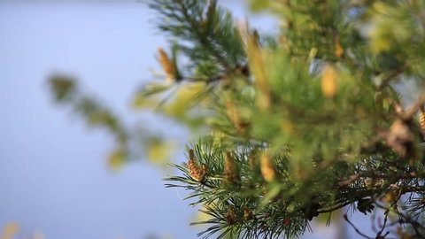 Christmas tree, Pine tree branch , Close up of conifer cone blowing in wind. Close - up of young spruce branches