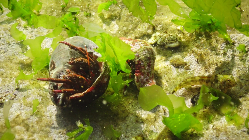 Hermit crab (Clibanarius erythropus) in the shell Rapana venosa. Black Sea, Bulgaria