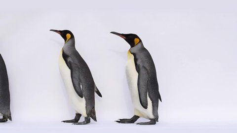 Emperor penguin walking in front of white background
