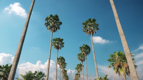 Driving through palm trees. Driving under palm trees against a blue sky. Palm trees passing by a blue sky