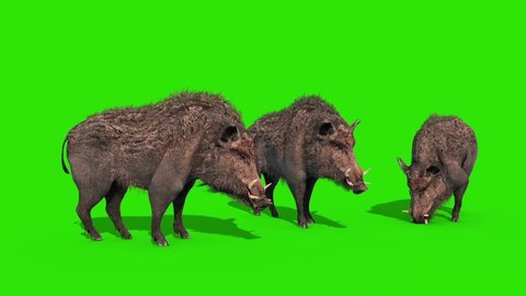 Group of Wild Boar Eat Green Screen 3D Rendering Animation