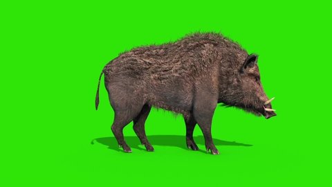 Wild Boar Green Screen Eat Side Loop 3D Rendering Animation