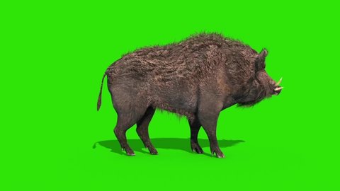 Wild Boar is Shot Green Screen Side 3D Rendering Animation