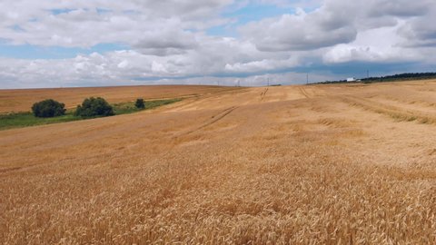 wheat ears field arial view