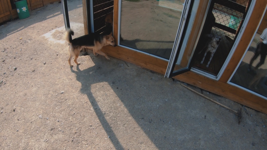 First-person video. The dog in the shelter found the owner. A visitor to the zoo stroking a joyful German shepherd. Dog in a shelter or an animal nursery. Shelter for animals concept.