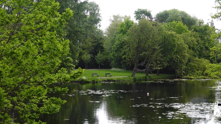 People strolling in an amsterdam park near a lake and ducks fly over it. People running, riding bicycles, trees and grass field near the lake at the Vondelpark in Amsterdam. It