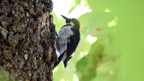 HD video of one acorn woodpecker pecking on a tree looking for bugs to eat.  The adult male has a red cap starting at the forehead, whereas females have a black area between the forehead and the cap.
