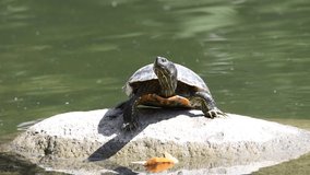 HD video of one slider turtle sunning on a rock, looks around the slides into the water to viewers right. also known as the red-eared terrapin, red-eared slider turtle, red-eared turtle, slider turtle