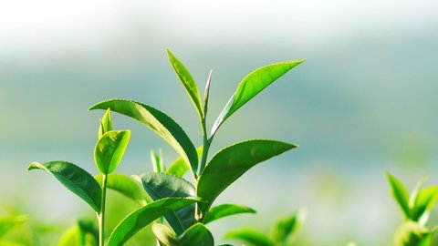 Fresh green tea leaves in a tea plantation at morning sunlight.