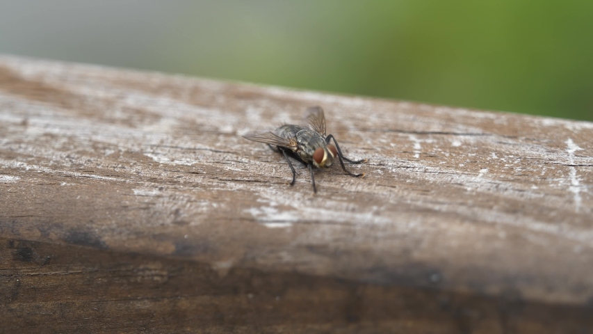 little insect  on the wood in day time at park  