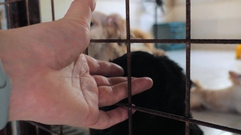 Close-up of male hand petting caged stray dog in pet shelter. People, Animals, Volunteering And Helping Concept.