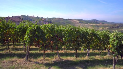Autumn harvest of ripe grapes in Italy for red wine. Vineyards Winemakers harvest. Beautiful landscape and view of the fields. Tuscany Beautiful farms and vineyards of Lombardy. Barbera