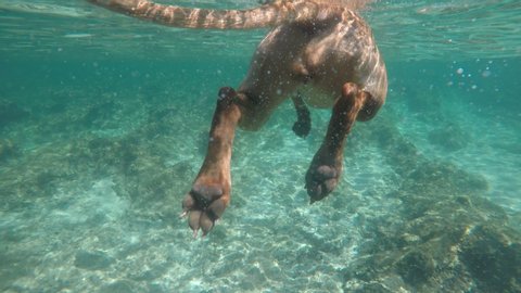 Vizsla dog swimming in the ocean 
