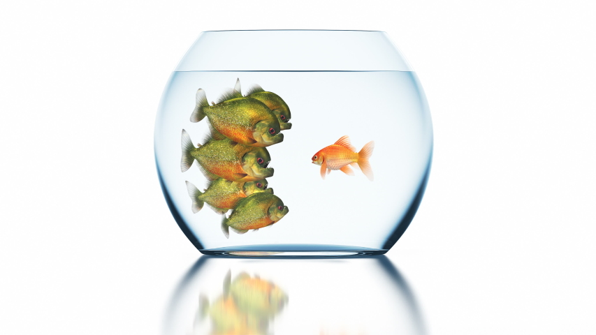 Goldfish Tells Something to Stunned Piranhas, Beautiful Funny Conceptual 3d Animation on a White Background with a Blurred Reflection, 4K Ultra HD 3840x2160 Seamless Loop | Shutterstock HD Video #1037777717