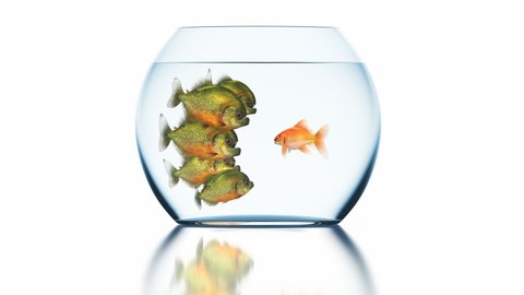 Goldfish Tells Something to Stunned Piranhas, Beautiful Funny Conceptual 3d Animation on a White Background with a Blurred Reflection, 4K Ultra HD 3840x2160 Seamless Loop