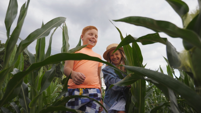 Cute girl holding in hand cornstalk and telling something her friend while going among maize plantation. Small children talking during walk through corn field at organic farm. Happy childhood